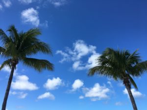 Two Palm Trees